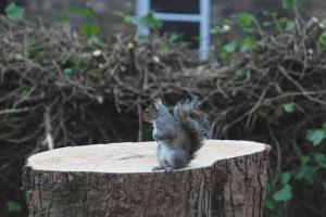 Интернет-сообщество всколыхнуло фото белки, потерявшей дом