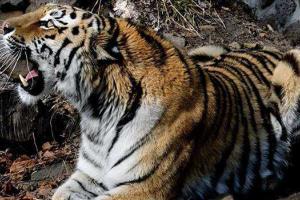 Уполномоченный по правам ребенка РФ обвинил детей в нападении тигра, считая их пьяными