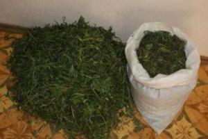 На Харьковщине установили еще один «конопляный» рекорд