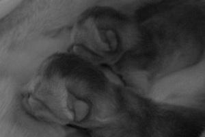 В семье Анжелики Варум прибавление