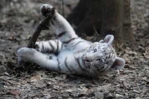 В Крыму Тигрюля родила четверых тигрят