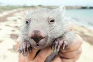 В Австралии появилась вакансия обнимателя детеныша вомбата