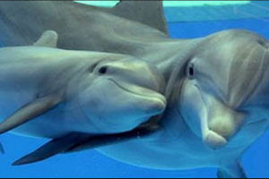 Топ-10 самых умных животных в мире