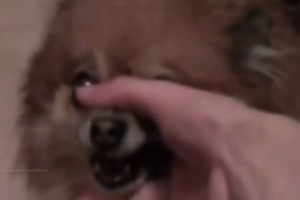 Исполняющие песню Linkin Park животные стали хитом интернета