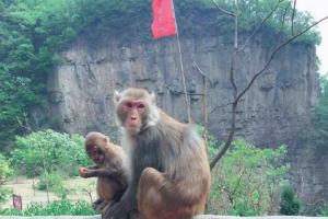 В Китае обезьяна убила бизнесмена