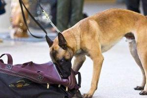 В Киеве в парке Вечной Славы нашли две подозрительные сумки