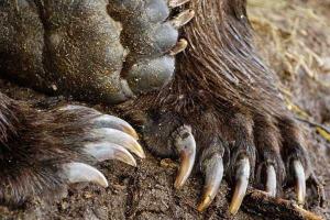 Под Омском на свалке нашли мертвого медвежонка с отрезанными лапами