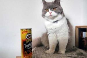 Интернет покоряет новая "звезда" - хмурый кот Норман