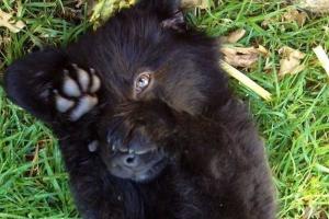 Китаец приютил "бездомную собаку", которая "превратилась" в медведя