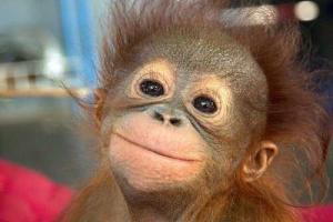 Ученые обнаружили сходство в поведении политиков и обезьян 