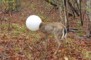 Застрявший в плафоне олень стал героем мемов