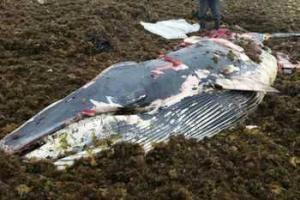 Россияне разделали и съели кита, который выбросился на берег