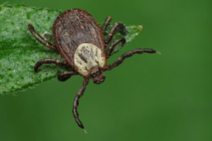 Россию атакуют заразные клещи-мутанты