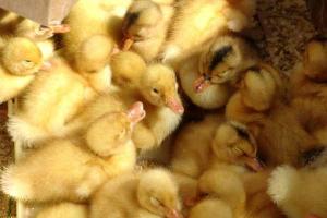 На Луганщине украинские пограничники не пустили в Россию 3,5 тысячи утят