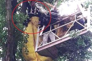 В Китае парень застрял на дереве при попытке сделать девушке предложение