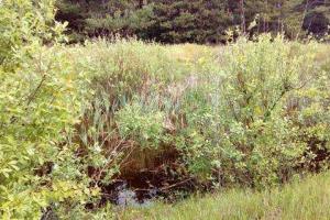 На Киевщине убили 10-летнюю девочку: подозреваемый задержан 