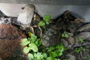 Жительница Мариуполя откопала в огороде гранату