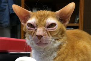 В США найден кот с внешностью магистра Йоды