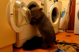 Видео с "хозяйственным" вомбатом стало хитом в соцсети