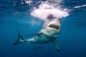 В Австралии акула откусила серферу ногу