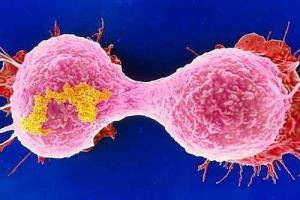 Ученые обнаружили заразные раковые опухоли 