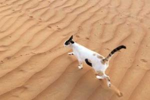 Сеть взорвало фото "дырявого" кота