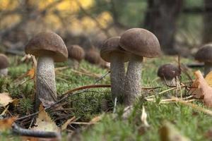 Волонтер назвал народную примету, которая говорит о скорой войне в России