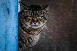 В США взбесившийся кот взял хозяев в заложники