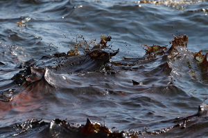 Утечка мазута в Крыму: 8 тонн нефтепродукта попало в Черное море