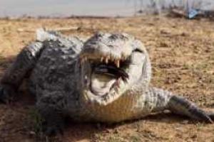 Диснейленд в Орландо: в поисках пропавшего малыша убит уже четвертый аллигатор