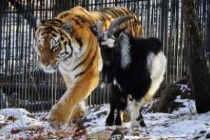 Раскрыт секрет "дружбы" козла Тимура и тигра Амура: история оказалась выдумкой
