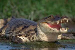 В Диснейленде в Орландо нашли тело 2-летнего ребенка, которого утащил аллигатор