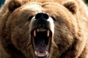 Шокирующий случай в Японии: родители оставили ребенка в лесу с медведями в качестве наказания