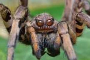 Ученые: Яд пауков полезен при болезнях ЦНС