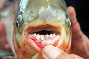 В Калифорнии поймали рыбу с «человеческими» зубами