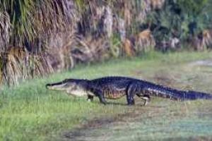 Трагедия в Диснейленде Орландо: аллигатор утащил в воду 2-летнего ребенка 