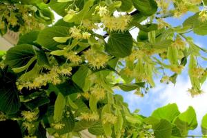 Самая длинная в Европе липовая аллея зацвела в Ужгороде