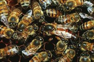 Найден способ размножения без участия мужского пола