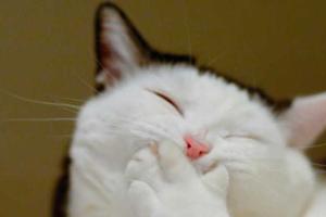 Ролик с котами-покупателями стал хитом YouTube