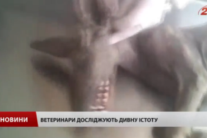 На Буковине поймали неизвестное существо, местные утверждают - "чупакабра"