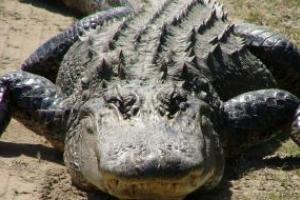 Появились подробности нападения крокодила на ребенка в Орландо