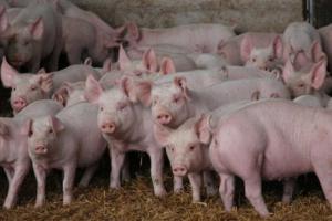 Ученые собираются выращивать в свиньях органы для людей