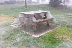 Парк в Австралии атаковали пауки, покрыв территорию паутиной