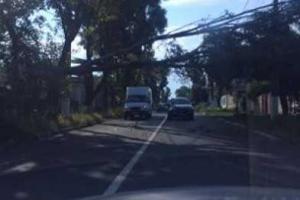 В Мариуполе дерево зависло на высоковольтных проводах