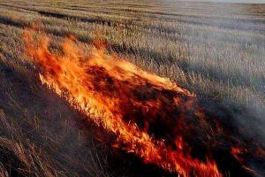 В "ЛНР" боевики обвинили ВСУ в "сельскохозяйственных диверсиях"