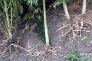 "Процветающая" экономика "ЛНР": на территории "республики" динамично развивается наркобизнес