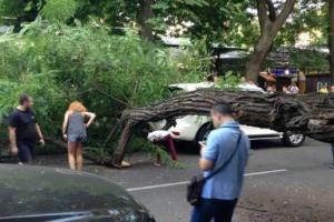 Шторм в Одессе: деревья падают на машины и провода
