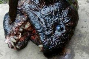 Неизвестную рыбу-мутанта поймали в России