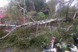 В Одесской области дерево упало на цветочный рынок: продавцы чудом спаслись