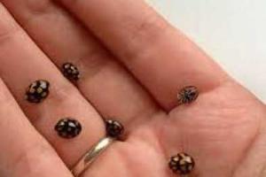 В Мариуполе нашествие божьих коровок: насекомые "атаковали" пляж